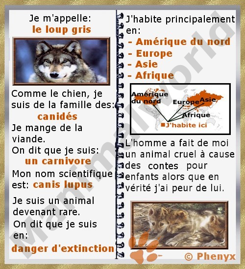 Loup gris fiche pour enfant