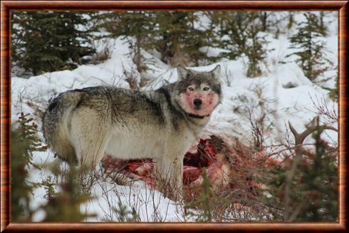 Loup gris au parc national de Banff