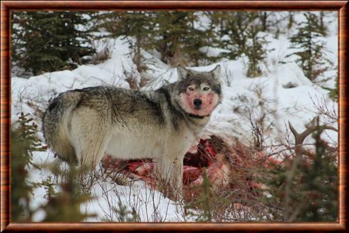 Loup noir adulte Taille Unique