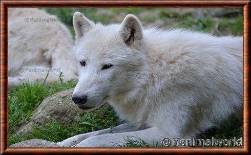 Loup arctique au zoo d’Amnéville