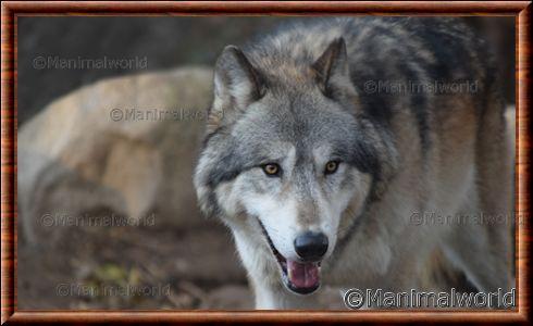 Loup gris (Canis lupus)