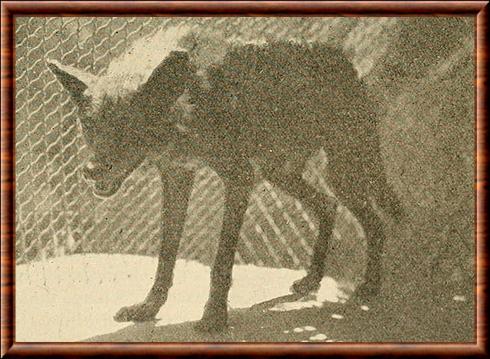 Loup noir de Floride (Canis lupus floridanus)