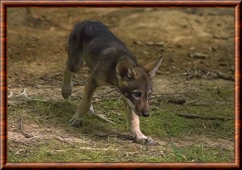 Loup rouge juvenile.jpg