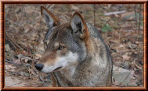 Loup rouge portrait