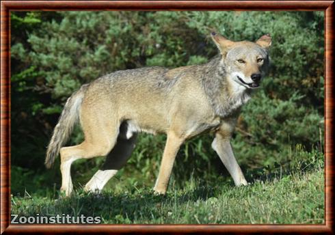 Loup rouge zoo d'Akron.jpg