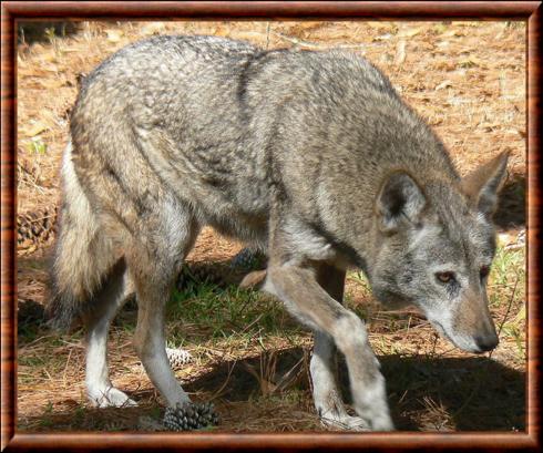 Loup rouge (Canis rufus)