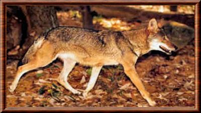 Loup rouge 05