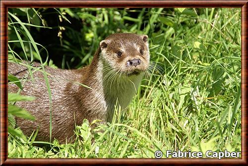 L'image de la semaine : une loutre se laisse couler sur les flots