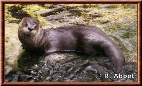 Loutre de rivière 07