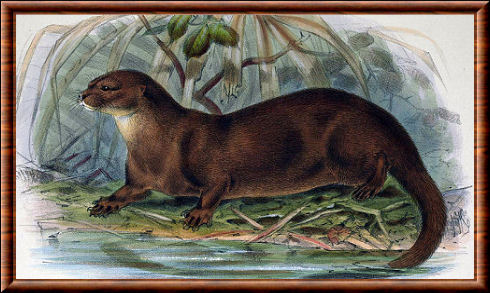 Loutre de Sumatra (Lutra sumatrana)