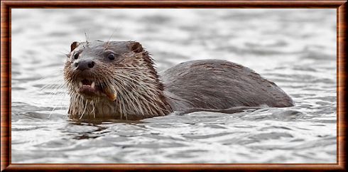 Loutre d'Europe 03