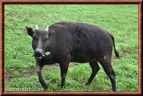 Lowland anoa