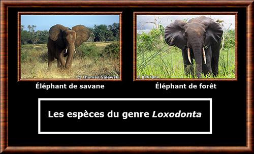 Loxodonta