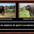 Loxodonta