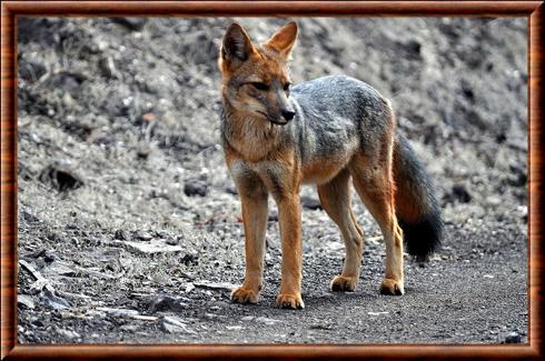 Renard de Magellan du Chili (Lycalopex culpaeus culpaeus)