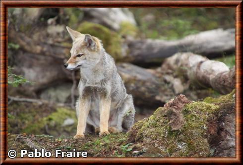 Renard de Magellan fuegien (Lycalopex culpaeus lycoides)