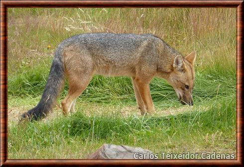 Renard de Magellan de Patagonie (Lycalopex culpaeus magellanicus)