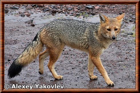 Renard de Magellan équatorien (Lycalopex culpaeus reissii)