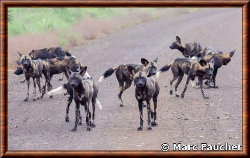 Lycaon de Somalie (Lycaon pictus somalicus)