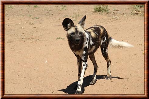 Lycaon d'Afrique de l'Ouest (Lycaon pictus manguensis)