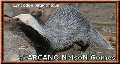 Lyncodon patagonicus