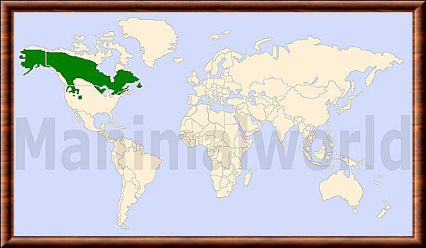 Lynx canadensis repartition