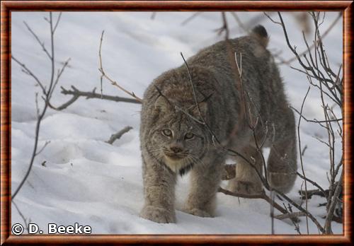 Lynx canadensis