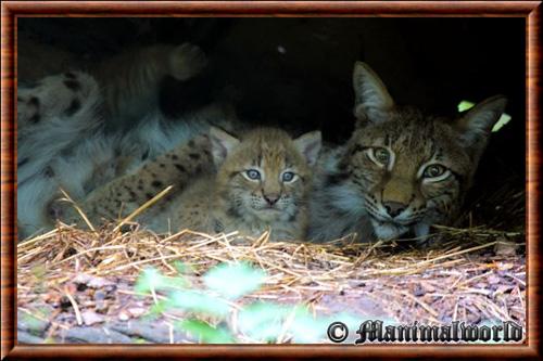 Lynx commun femelle parc Sainte-Croix