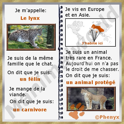 Lynx commun fiche enfants