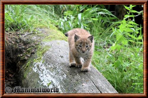 Lynx commun juvenile Sainte-Croix