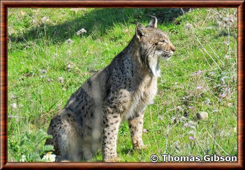 Lynx d'Espagne