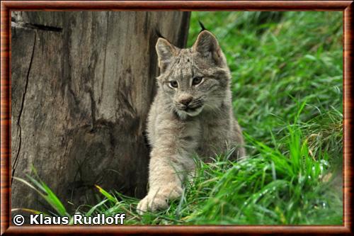 Lynx du Canada juvenile