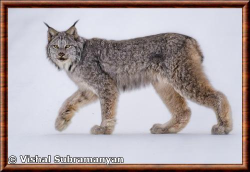 Lynx du Canada (Lynx canadensis)