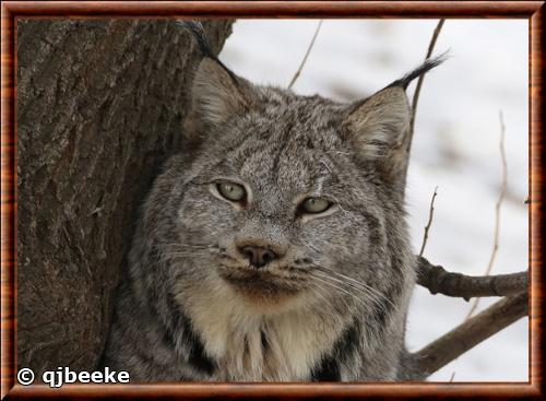 Lynx du Canada portrait