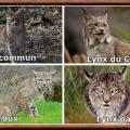 Lynx especes
