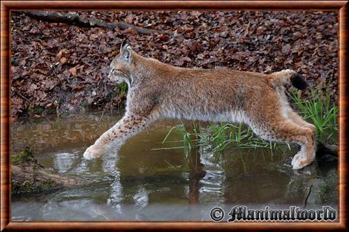 Lynx eurasien