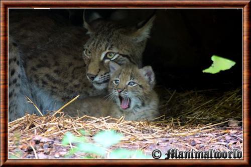 Lynx femelle parc Sainte-Croix