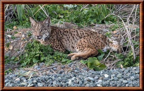 Lynx iberique