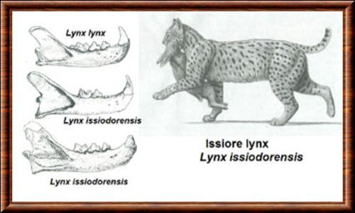 Lynx issiodorensis