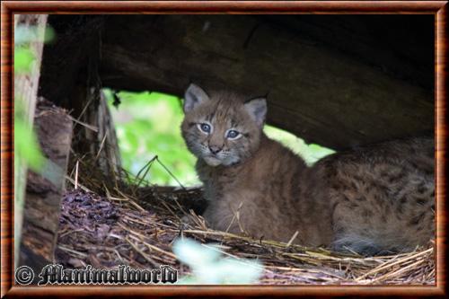 Lynx juvenile