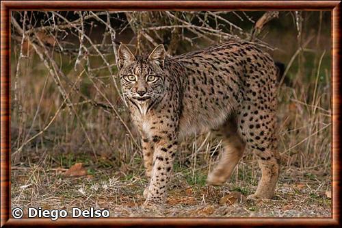 Lynx pardelle Almuradiel Ciudad Real Espagne