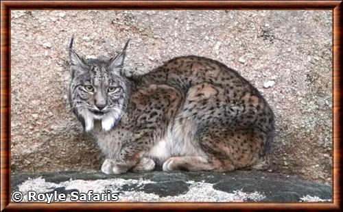 Lynx pardelle (Lynx pardinus)