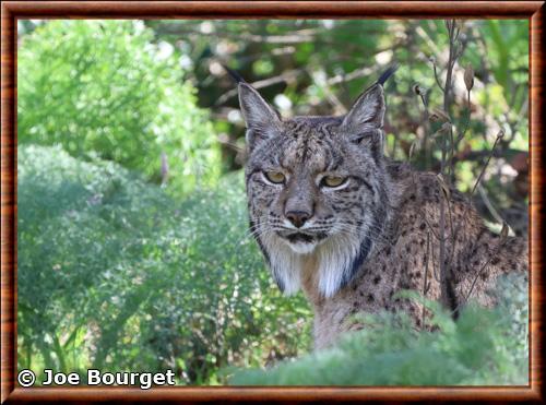 Lynx pardelle portrait