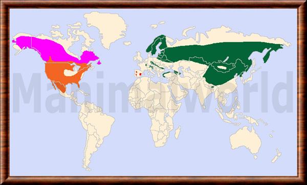 Lynx repartition