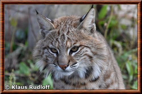 Lynx roux gros plan