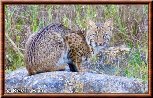 Lynx roux (Lynx rufus)