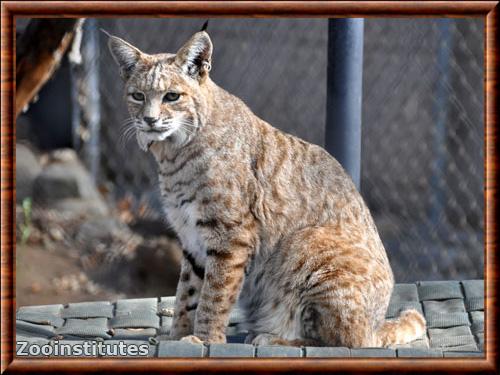 Lynx rufus californicus