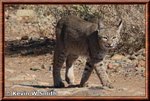 Lynx rufus fasciatus