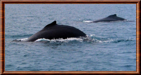 Baleine à bosse