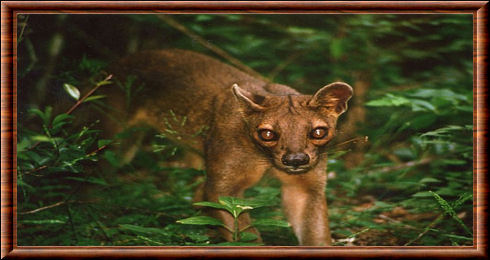 Fossa